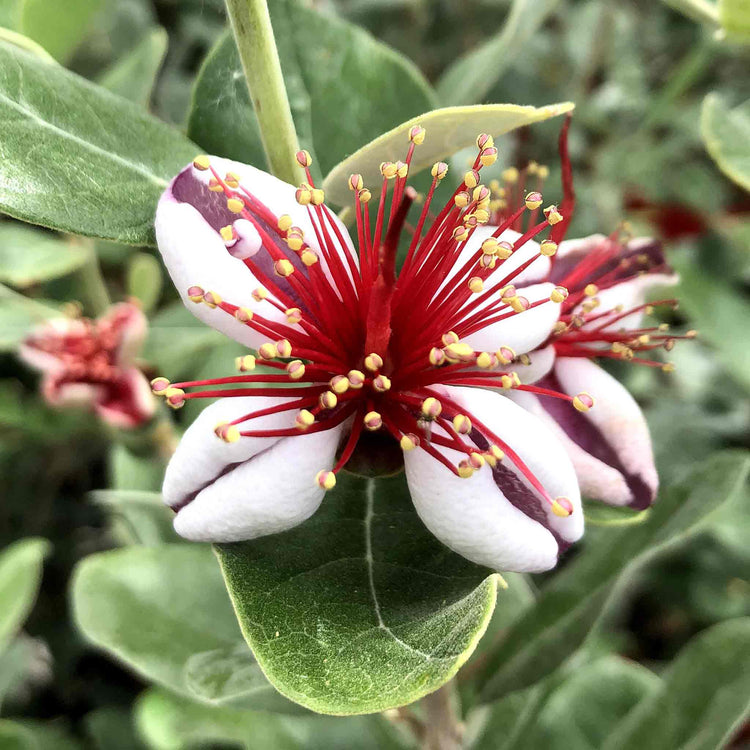 Pineapple Guava Tree