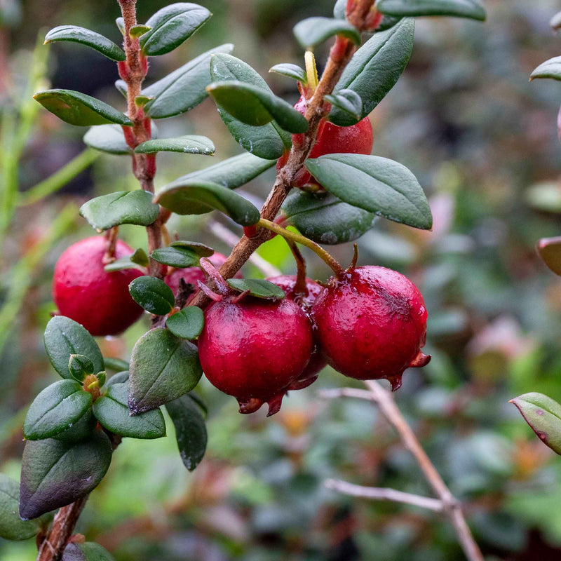 Chilean Guava Plant