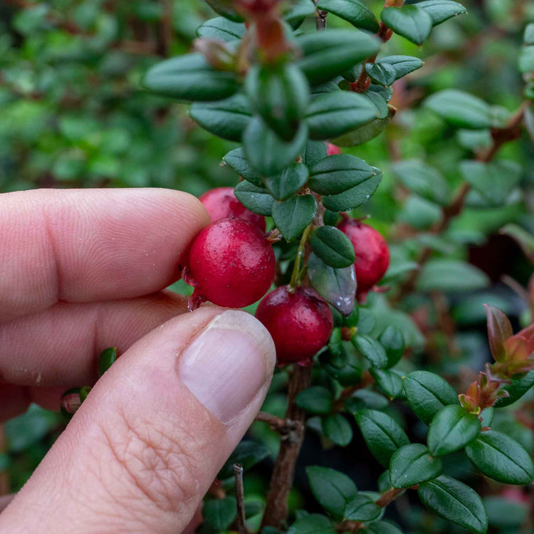 Chilean Guava Plant
