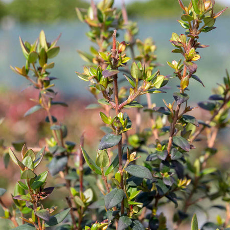 Chilean Guava Plant
