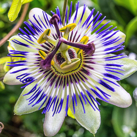 Edible Passion Flower
