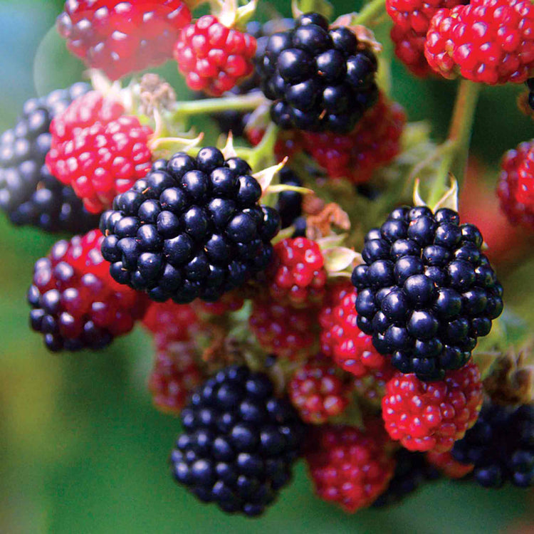 Blackberry 'Black Satin'