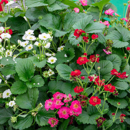 Strawberry 'Summer Breeze Mixed'