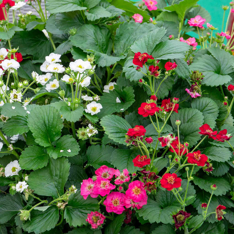 Strawberry 'Summer Breeze Mixed'