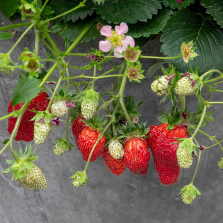 Strawberry 'Summer Breeze Cherry'