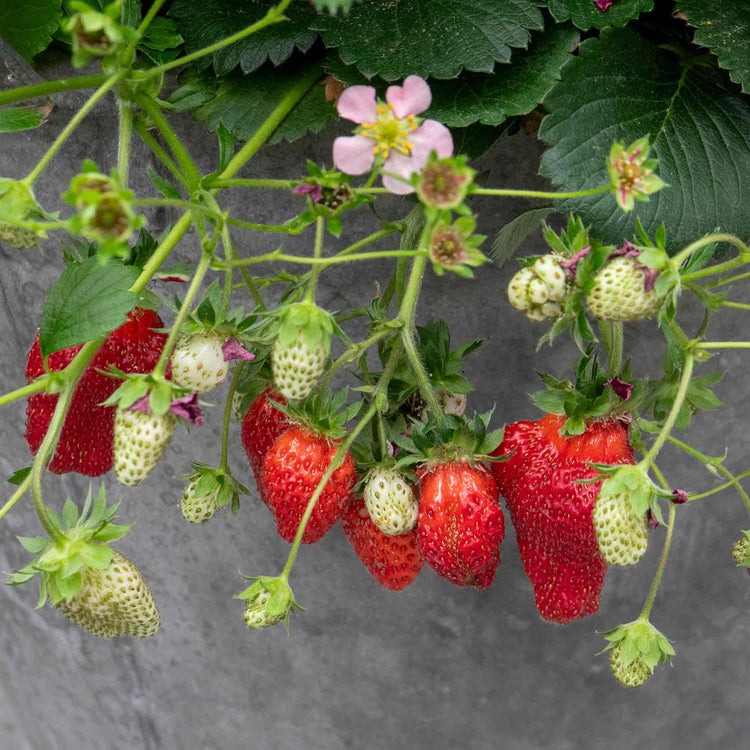 Strawberry 'Summer Breeze Cherry'