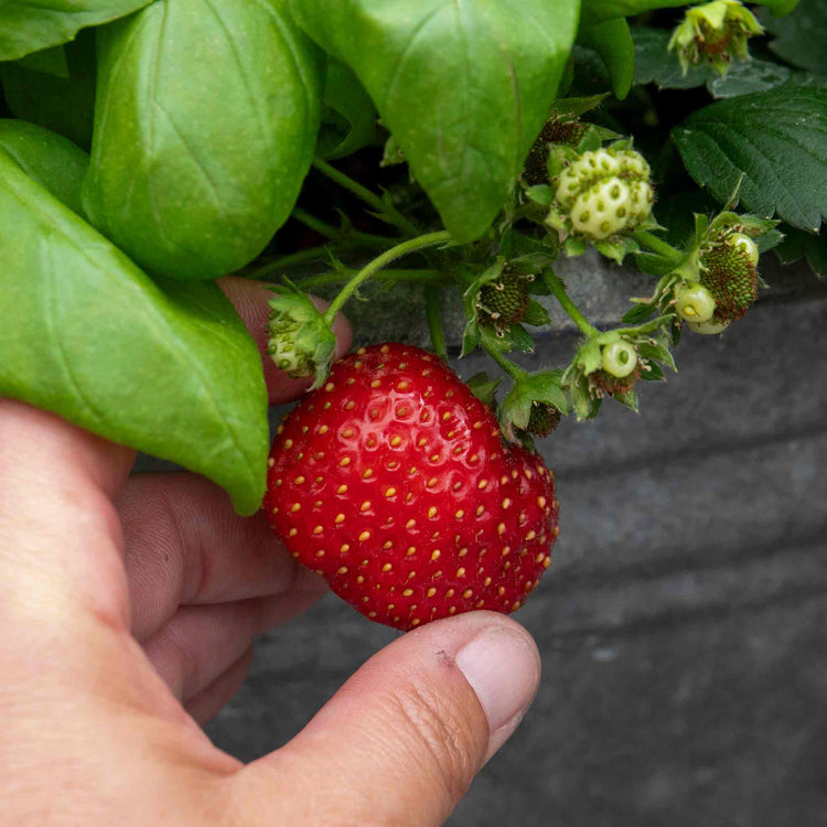 Strawberry 'Summer Breeze Mixed'