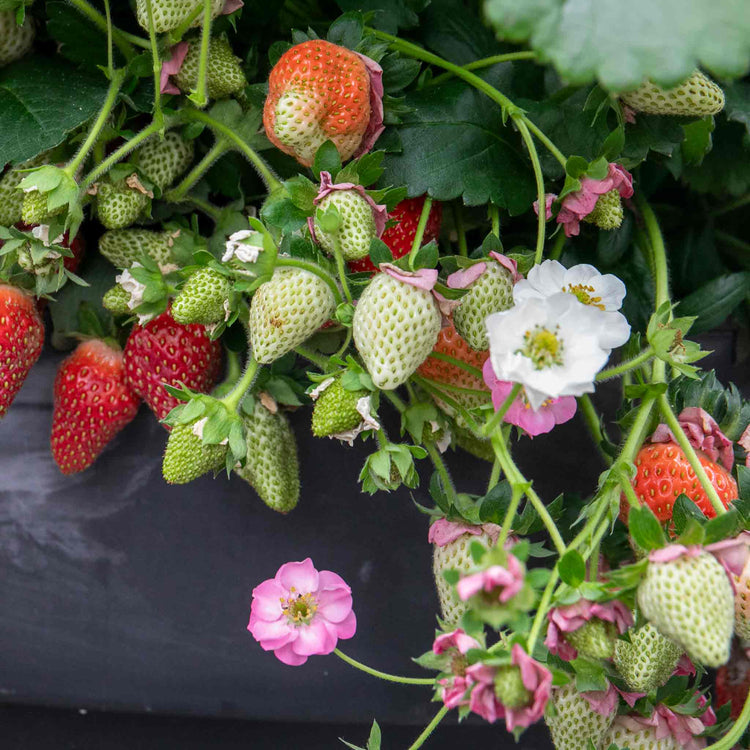 Strawberry 'Summer Breeze Cherry'