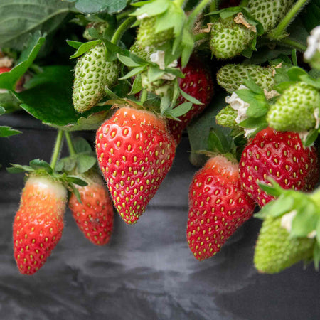 Strawberry 'Summer Breeze Mixed'