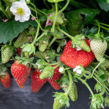 Strawberry 'Summer Breeze Mixed'