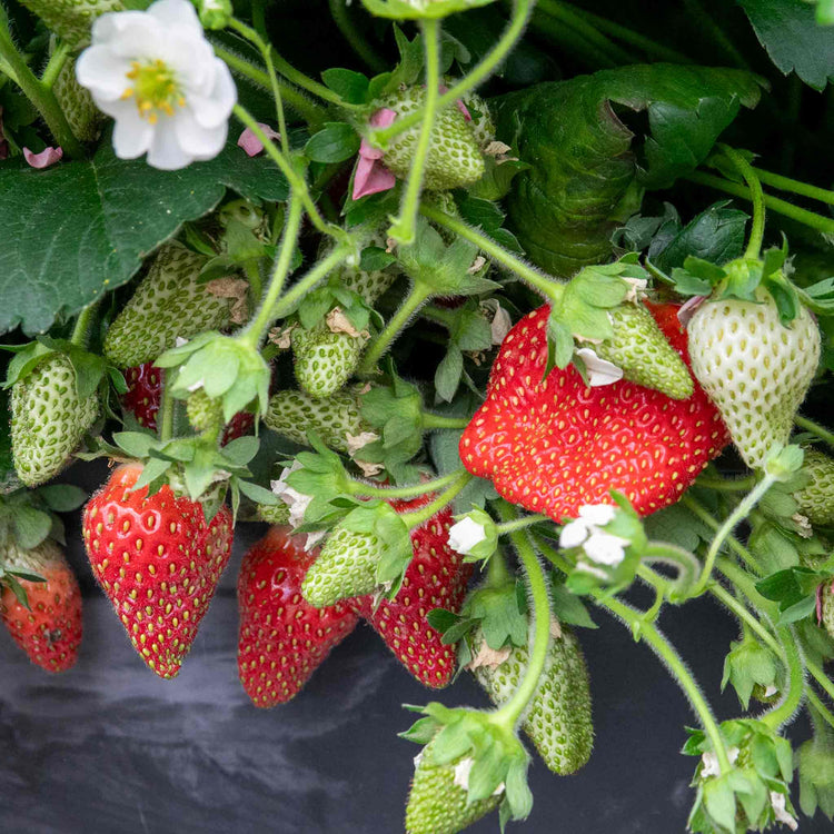 Strawberry 'Summer Breeze Mixed'