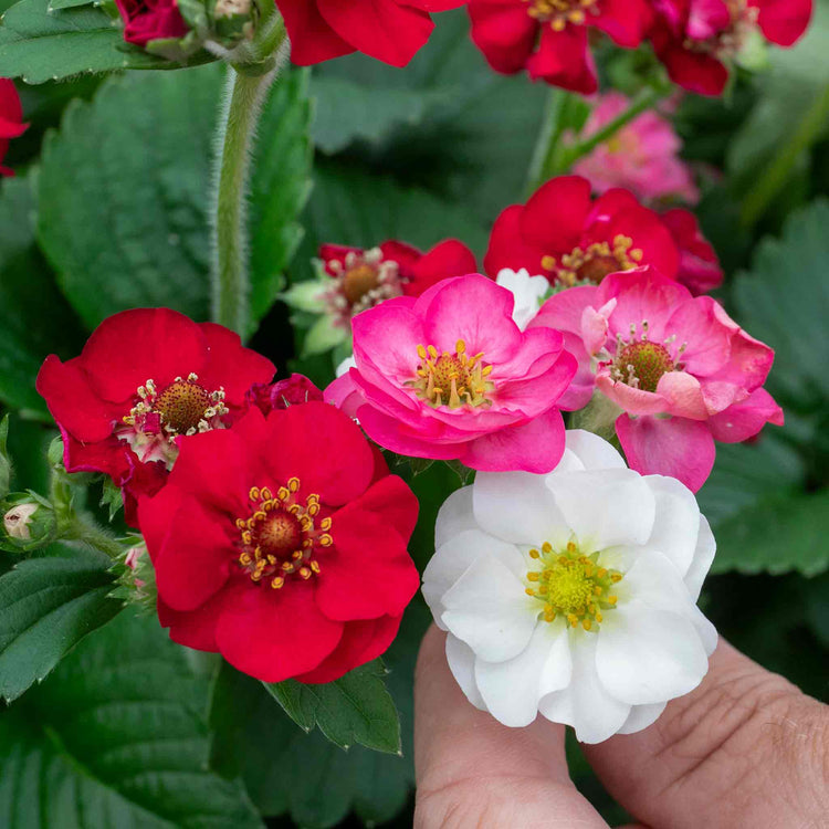 Strawberry 'Summer Breeze Mixed'