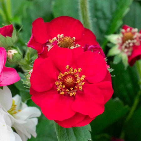 Strawberry 'Summer Breeze Rose'