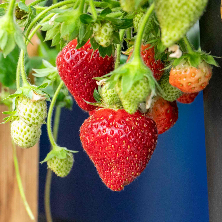 Strawberry 'Summer Breeze Mixed'