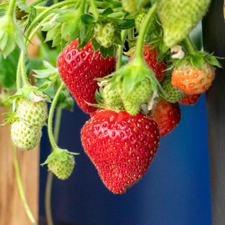 Strawberry 'Summer Breeze Snow'