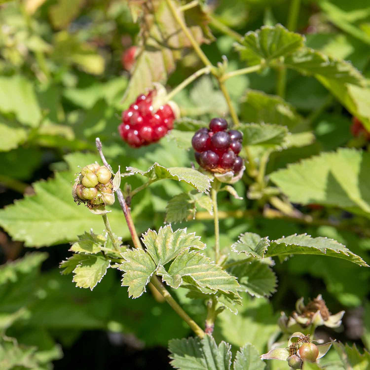 Boysenberry Plant