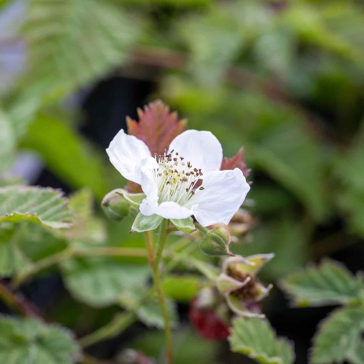Boysenberry Plant