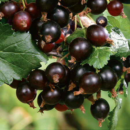 Blackcurrant 'Big Ben'