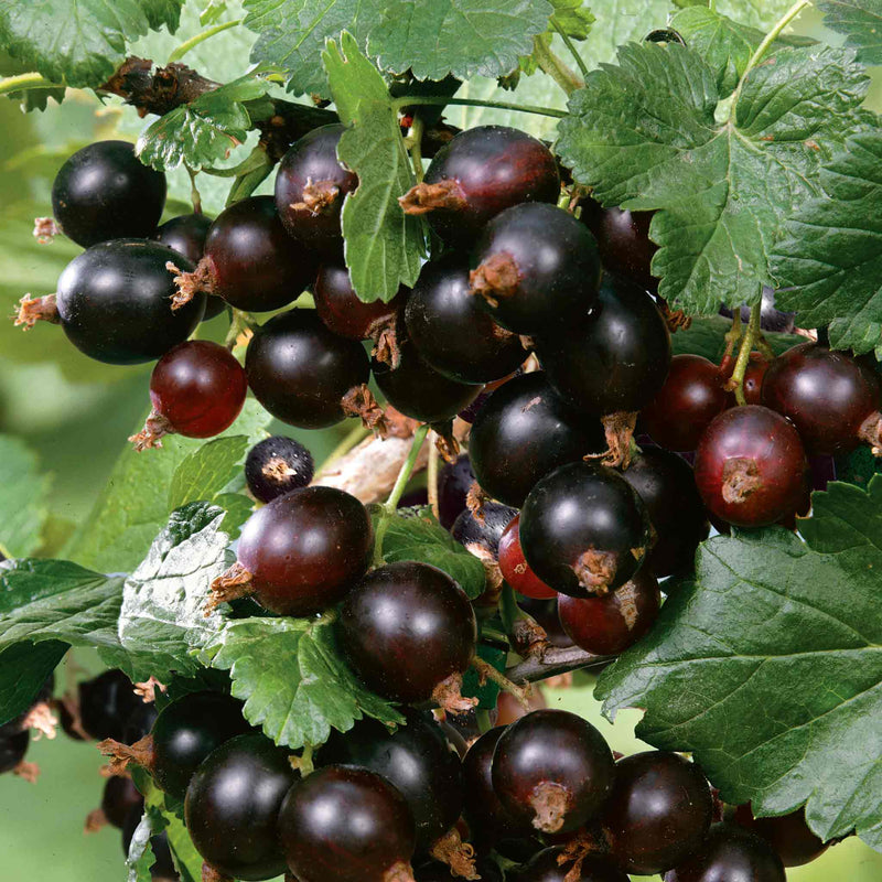 Blackcurrant 'Big Ben'