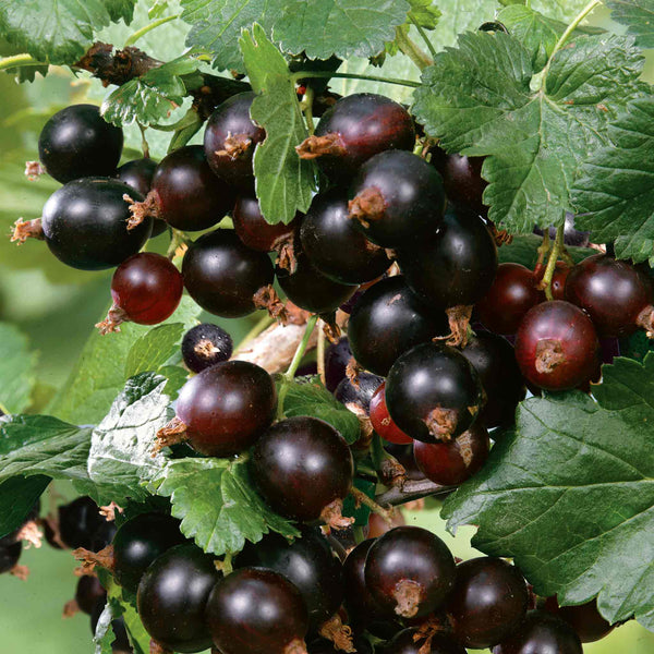 Blackcurrant 'Big Ben'