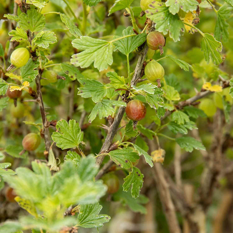 Gooseberry Standard 'Hinnonmaki Red'