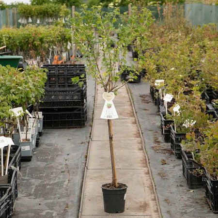 Gooseberry Standard 'Hinnonmaki Red'