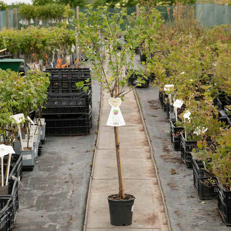 Gooseberry Standard 'Hinnonmaki Red'