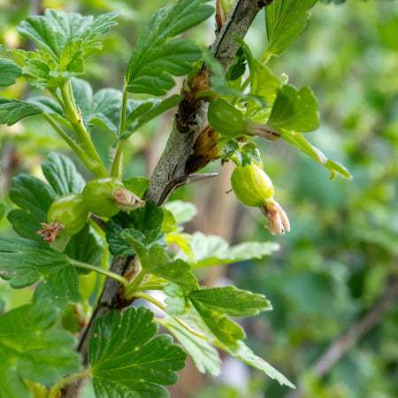 Gooseberry Standard 'Hinnonmaki Red'