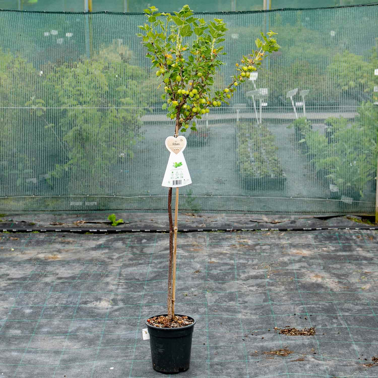 Gooseberry Standard 'Hinnonmaki Green'