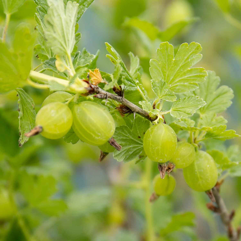 Gooseberry Standard 'Hinnonmaki Green'