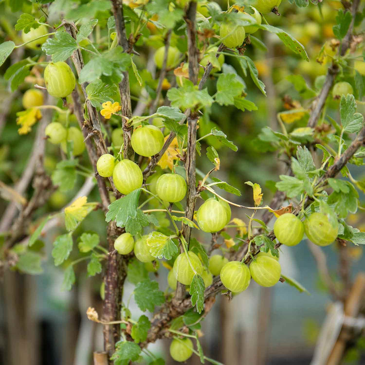 Gooseberry Standard 'Hinnonmaki Green'