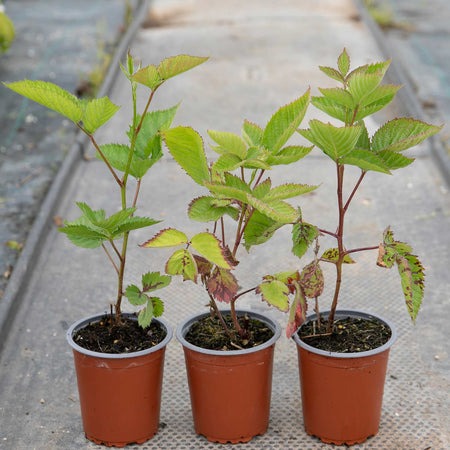 Blackberry 'Navaho'