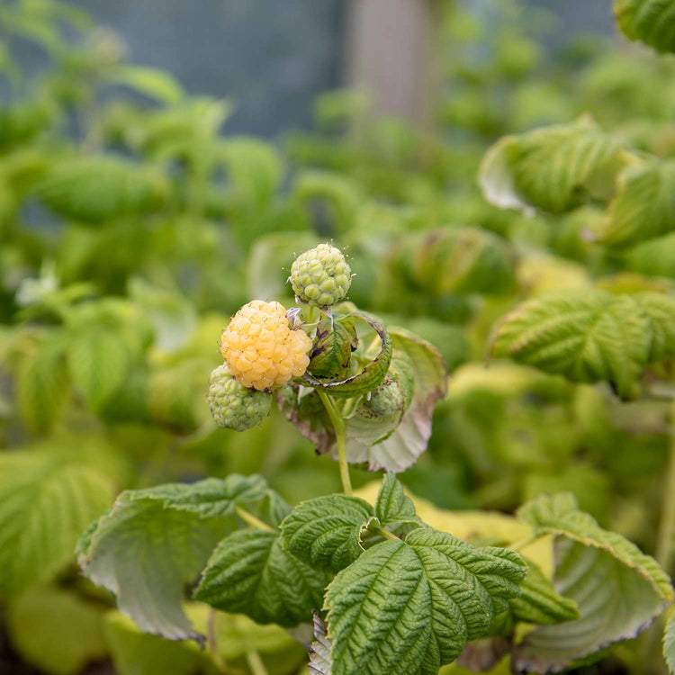 Raspberry 'Goodasgold'
