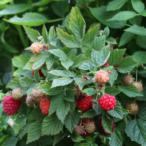 Raspberry 'Baby Dwarf'