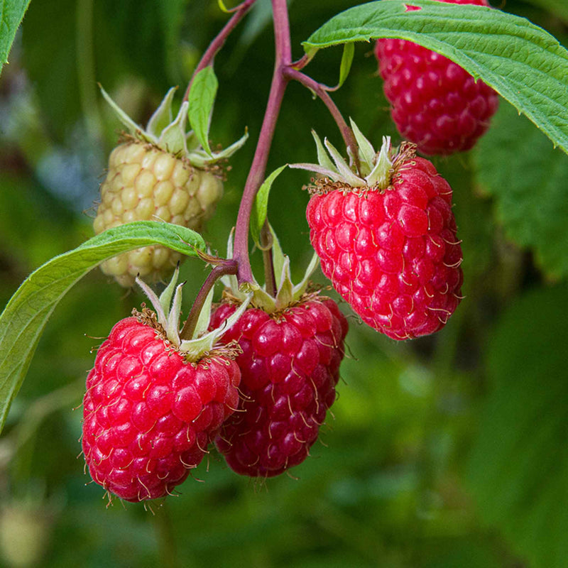 Thornless Raspberry 'Glen Mor'