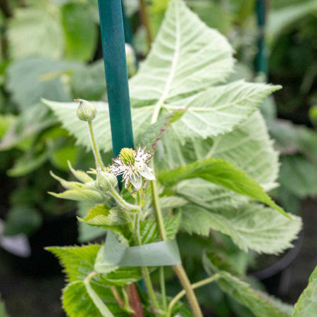 Lowberry® Blackberry 'Little Black Prince'
