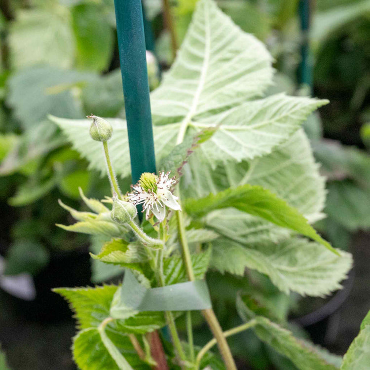 Lowberry® Blackberry 'Little Black Prince'