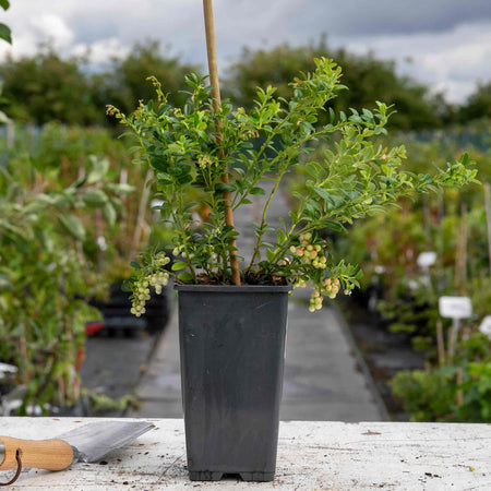Lingonberry Plant