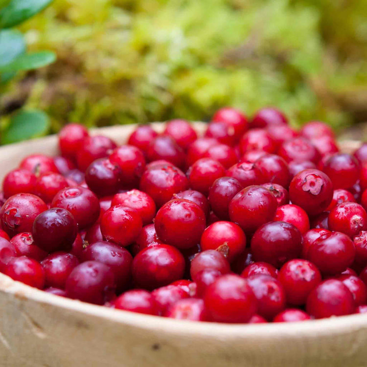 Lingonberry Plant