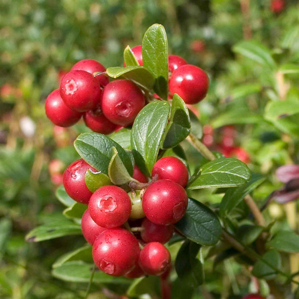 Lingonberry Plant