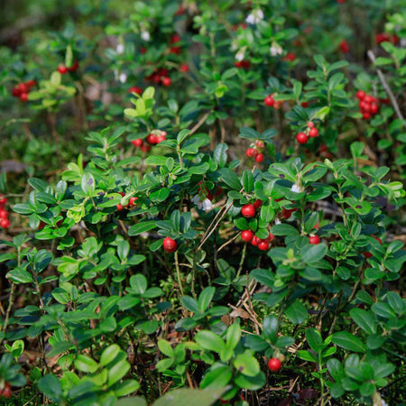 Lingonberry Plant