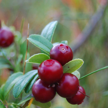 Lingonberry Plant