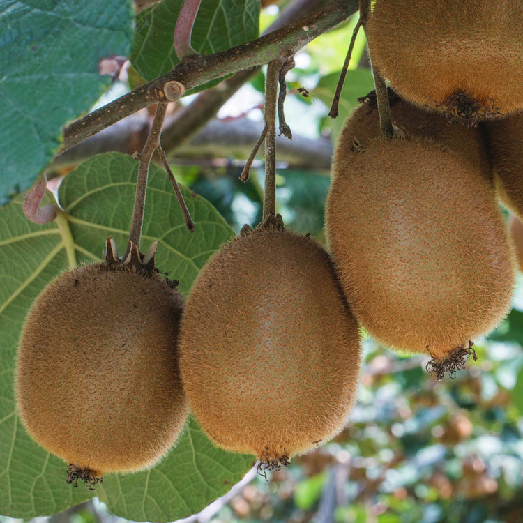 Kiwi 'Golden'