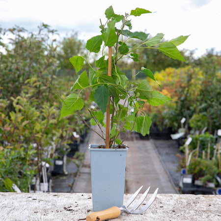 Mulberry 'Mojo Berry'