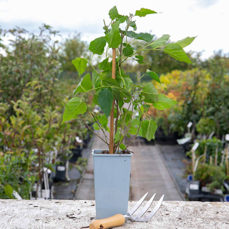 Mulberry 'Mojo Berry'