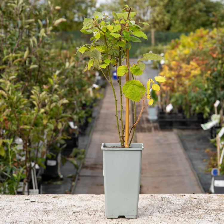 Japanese Wineberry Plant