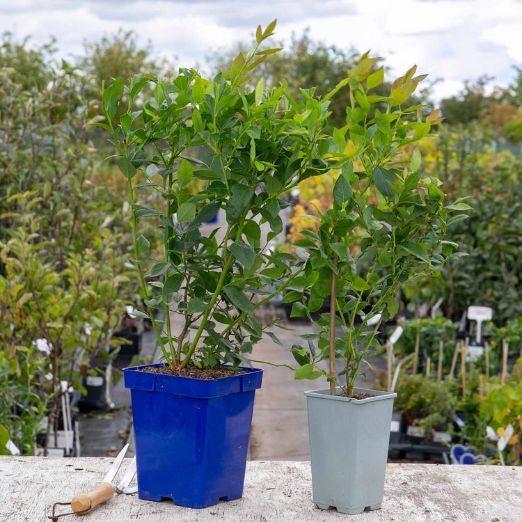 Blueberry 'Brigitta Blue'