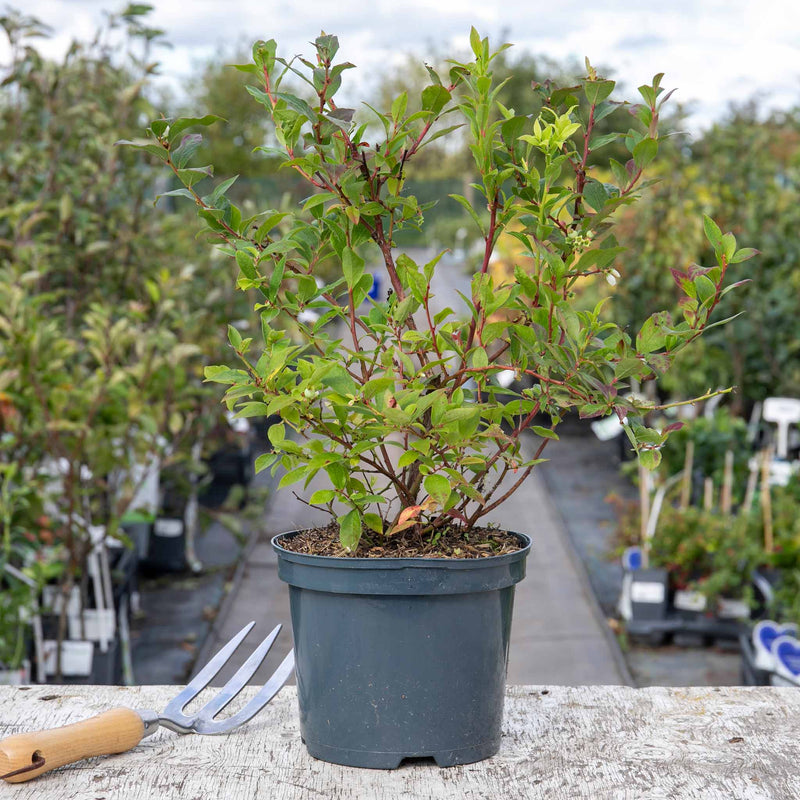 Lowberry Blueberry 'Little Blue Wonder'