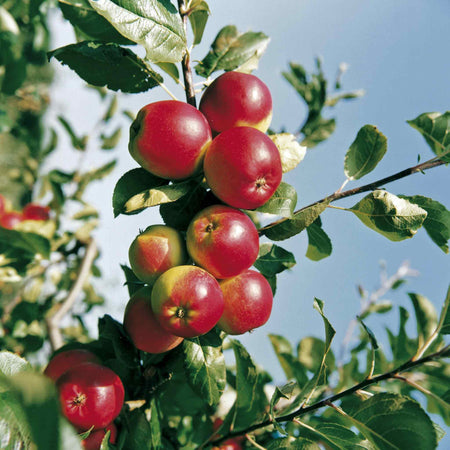 Apple 'Red Falstaff'