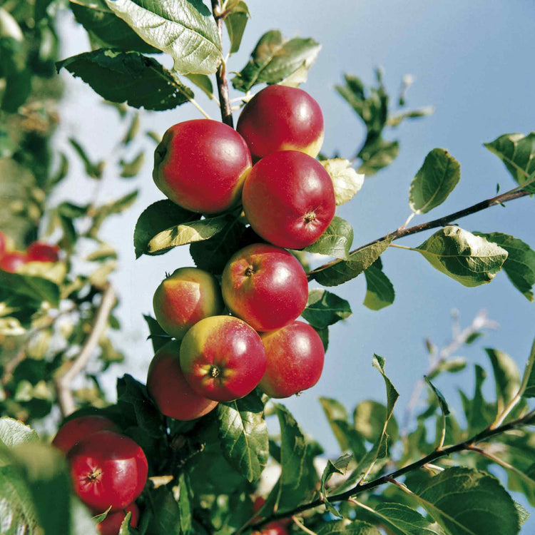 Apple 'Red Falstaff'